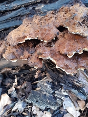 Serpula himantioides