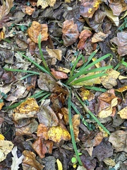 Carex folliculata