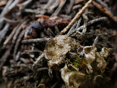 Illosporium carneum