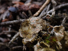 Illosporium carneum