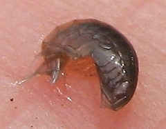 Crangonyx