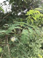 Dichrostachys cinerea