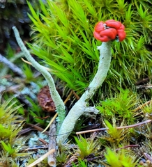 Cladonia floerkeana
