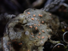 Illosporium carneum
