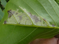 Pseudomicrostroma juglandis