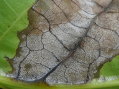 Pseudomicrostroma juglandis