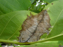 Pseudomicrostroma juglandis