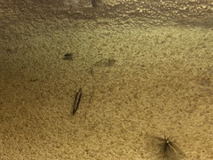 Plutella xylostella-australiana