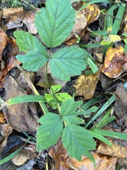Rubus hispidus