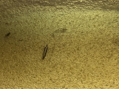 Plutella xylostella-australiana