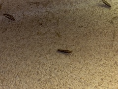 Plutella xylostella-australiana