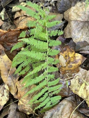 Amauropelta noveboracensis