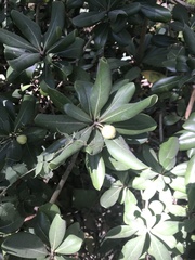Pittosporum