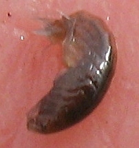 Crangonyx