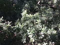 Pittosporum