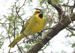 Gubernatrix cristata