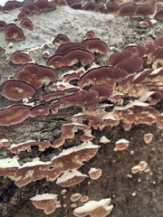Trichaptum biforme