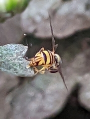 Allograpta obliqua