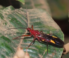 Graptocleptes