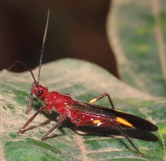 Graptocleptes