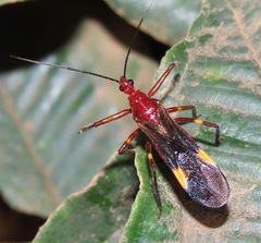 Graptocleptes