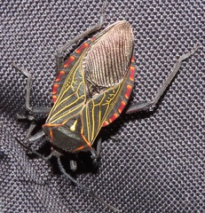 Pachylis pharaonis