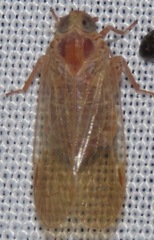 Cixiinae