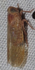 Cixiinae