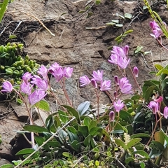 Dendrobium kingianum