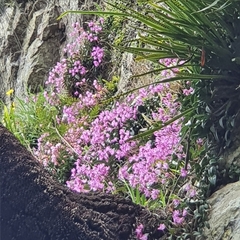 Dendrobium kingianum