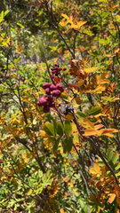 Sorbus sitchensis
