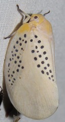 Poekilloptera phalaenoides