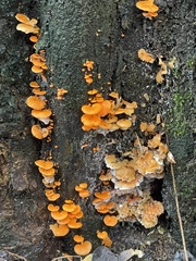 Favolaschia claudopus