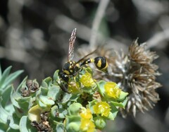 Eumenes mediterraneus
