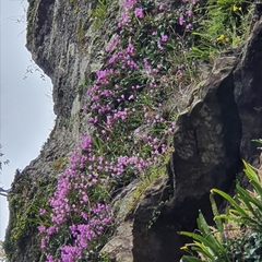 Dendrobium kingianum
