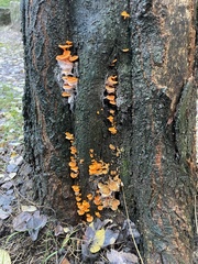 Favolaschia claudopus