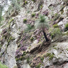 Dendrobium kingianum