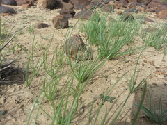 Asphodelus tenuifolius