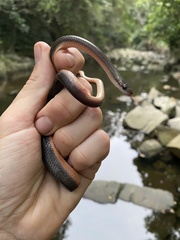 Lycodonomorphus rufulus