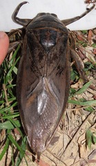 Lethocerus maximus