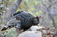 Meleagris gallopavo mexicana
