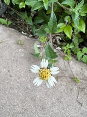 Tridax procumbens