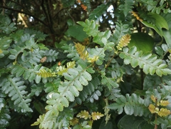 Weinmannia