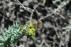 Eumenes mediterraneus