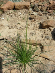 Asphodelus tenuifolius