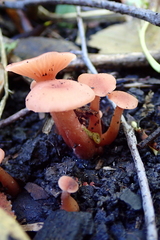 Laccaria laccata