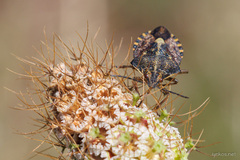 Carpocoris
