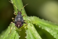 Deraeocoris ruber