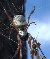 Trichonephila edulis