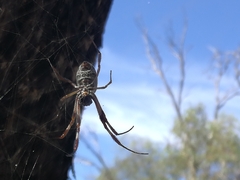 Trichonephila edulis